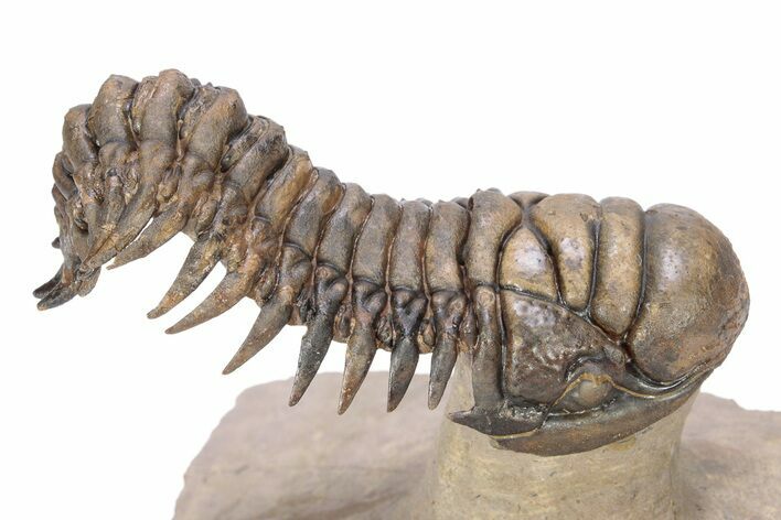 Flying Crotalocephalina Trilobite - Lghaft , Morocco #251043